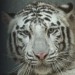 bily-tygr-v-zoo-liberec-detail-hlava.jpg